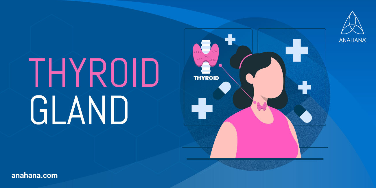 the thyroid gland, location and functions