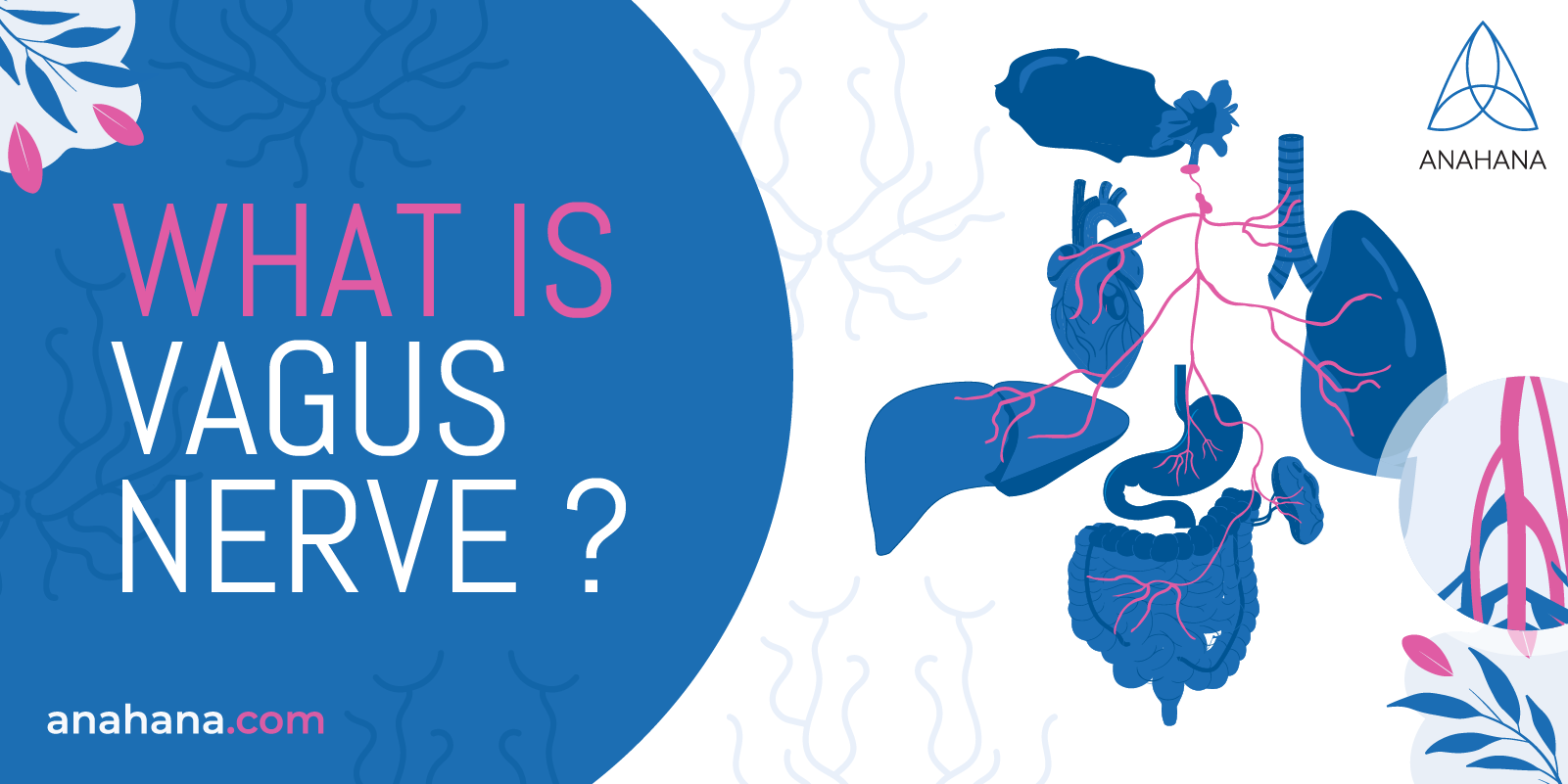 Vad är vagusnerven?